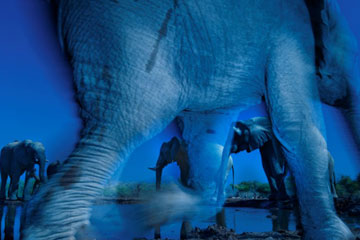 Une sélection de photographies superbes du concours Wildlife Photographer of the Year 2013