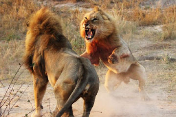 Un combat féroce entre deux lions
