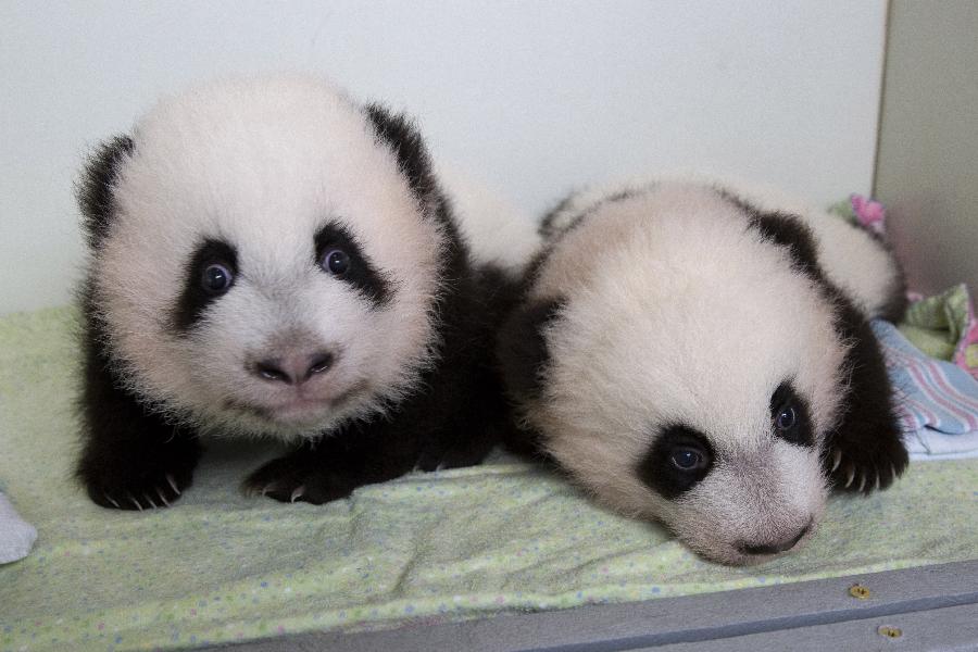 Les deux bébés pandas géants jumeaux au Zoo d'Atlanta sont nommé Mei Lun et Mei Huan
