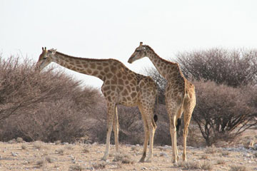 EN IMAGES: la beauté du parc national d'Etosha en Namibie