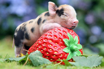 La vie heureuse des cochons nains