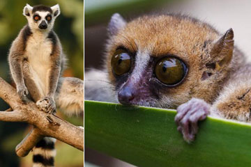 Découvrez les lémuriens au Parc zoologique de Antananarivo
