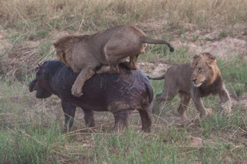 Des lions s'attaquent à un hippo