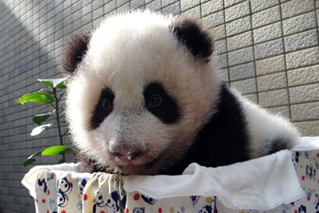 Taipei : petit panda Yuanzai prend un bain de soleil