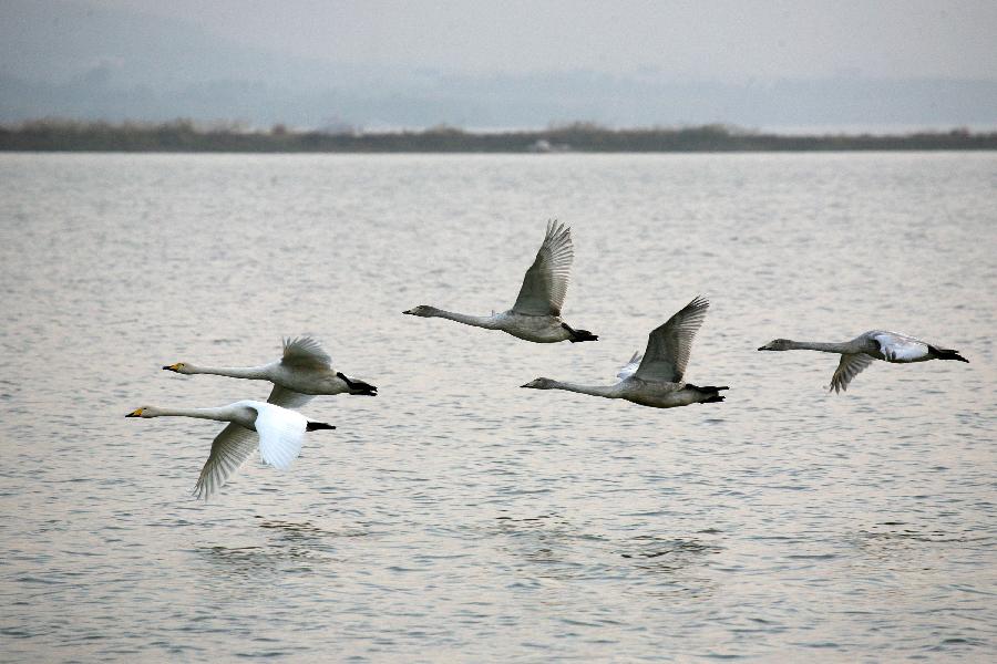 Chine : cygnes sauvages dans la zone humide du fleuve Jaune