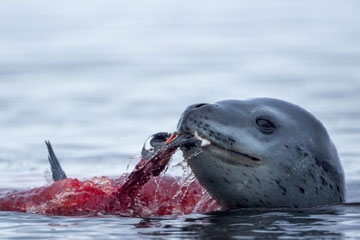 En images : un léopard de mer traque un pingouin pour se nourrir