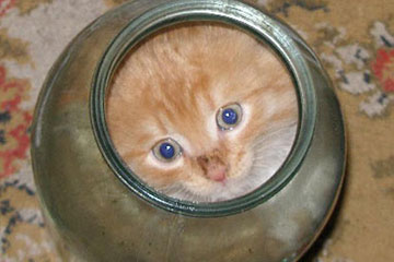 Photos hilarantes d'adorables chats