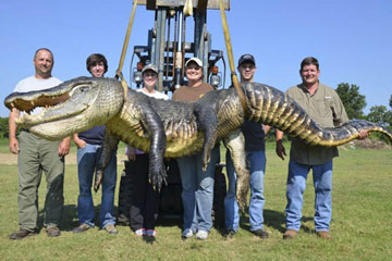 Un crocodile géant capturé aux Etats-Unis