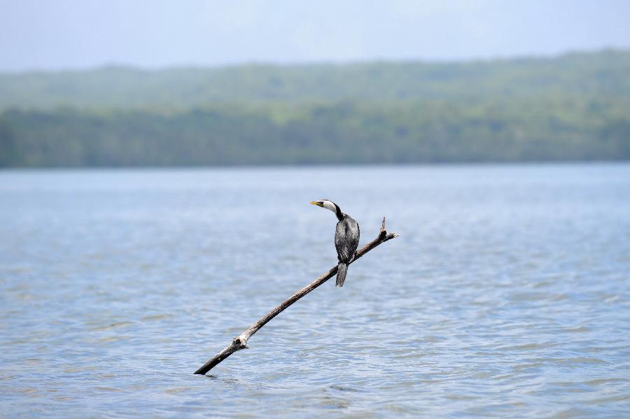 Des oiseaux aux îles Salomon