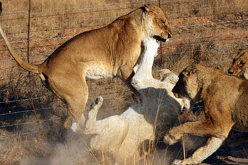 Des lions battent pour un territoire