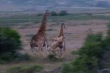 Afrique du sud: une lionne attaque un girafe