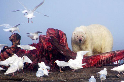 Photos - des ours polaires dévorent un cadavre de baleine