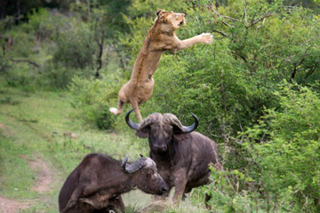 Photos - Un buffle fait voler un lion pour sauver l'un des siens