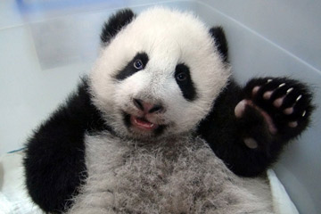 Le petit panda Yuan Zai grandit vite et bien