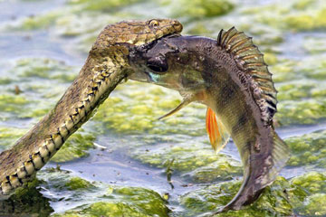 Un serpent cherche de la nourriture