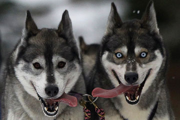 Année 2013: une sélection de photos sur des animaux