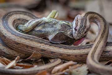 Cruel ! Un serpent avale un caméléon