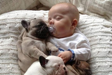 Année 2013: une sélection de photos sur le bulldog