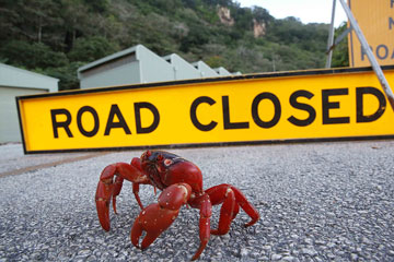 Australie: migration annuelle des crabes rouges de l'île Christmas