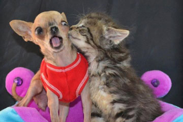 Photos hilarantes des animaux