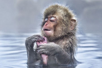 Photos: Des macaques japonais se relaxent dans une source chaude