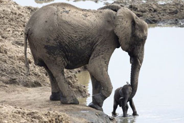Un bébé éléphant sauvé par sa mère d'un lac