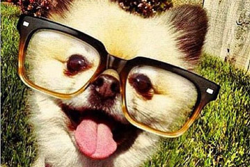 Photos hilarantes de chiens