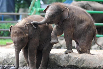 Photos d'adorables bébés éléphants dans un zoo à Jakarta en Indonésie