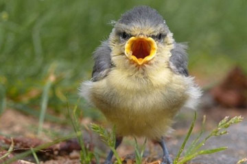 "Angry bird" dans le monde entier