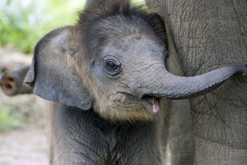 Des bébés animaux trop mignons