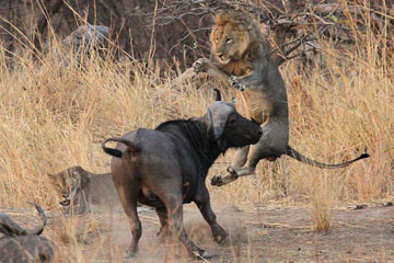Un buffle en colère fait voler un lion
