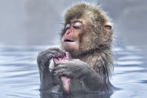 Des macaques japonais dans les sources d'eau chaude