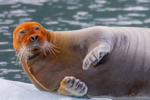 Un phoque avec un visage rouge