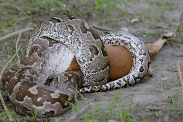 Photos : un python de Seba avale un impala
