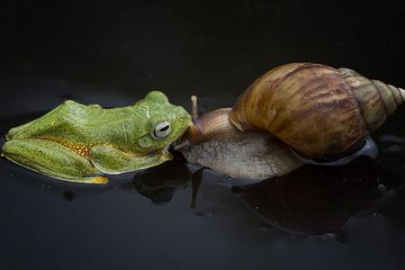 Amitié insolite entre un grenouille et un escargot
