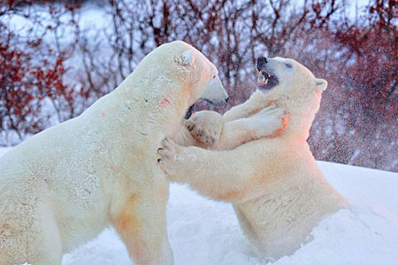 Les ours polaires battent pour un territoire