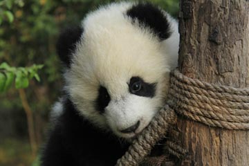 Photos d'adorables bébés pandas géants