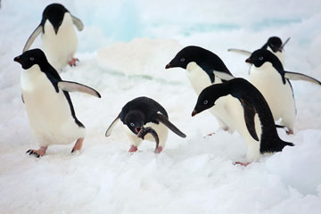 D'adorables pingouins près de la station de Zhongshan en Antarctique