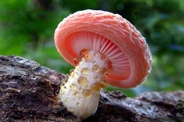 Photos: les champignons extraordinaires