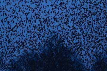 Spectaculaire! Des milliers d'étourneaux volent dans le ciel!