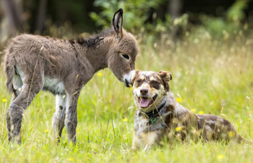 L'amitié entre un petit âne et un chien