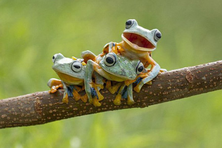 Photos : Trois grenouilles vertes volantes