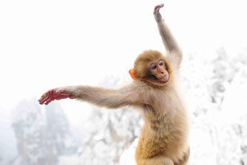 Photos d'adorables macaques à Zhangjiajie