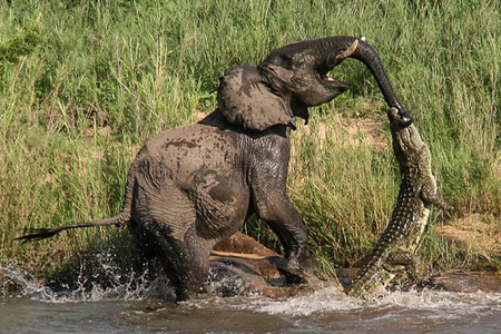 Photos - Un éléphant attaqué par un crocodile