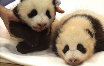 Les bébés pandas nés au Japon sont nommés Ohin et Tohin