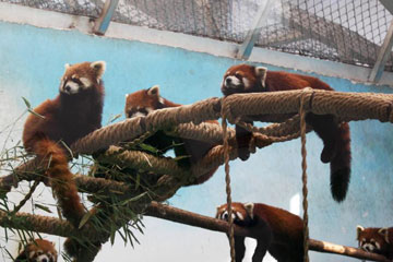 Epidémie de sieste chez les pandas roux