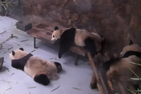 Des pandas géants paresseux ... Vraiment paresseux　