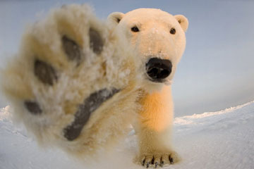 EN IMAGES: Les ours polaires dans la région arctique
