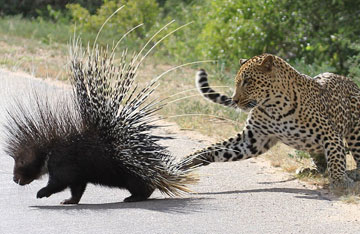 Un guépard attaque un porc-épic