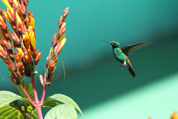 EN IMAGES: des oiseaux-mouches de Trinité et Tobago